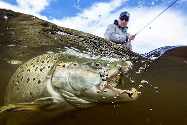 fly-fishing-patagonia-bariloche-lakes-rivers-hatch-trout-brown-rainbow-adventure-rods-mayfly-stonefly-guides-camps-trips-fontilalis-outfitters-catch-realese-home22