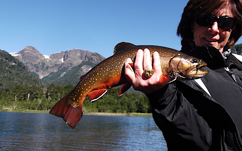 fly fishing rio manso Patagonia argentina sur-guides-adventure-trout-brown-rainbow-hatch-lakes-rivers-fontinalis