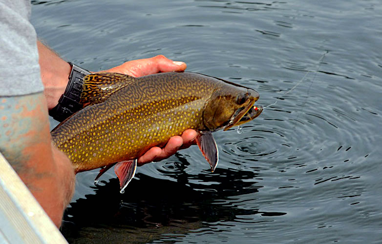 slider home 6-fly-fishing-patagonia-bariloche-lakes-rivers-hatch-trout-brown-rainbow-adventure-rods-mayfly-stonefly-guides-camps-trips-fontilalis-outfitters